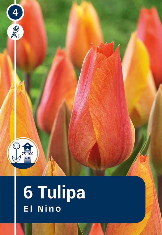 Tulp 'El Nino' 6tk 11/12