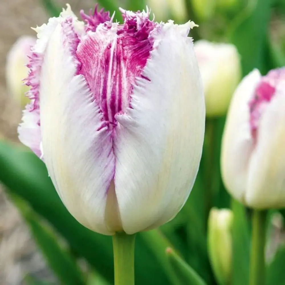 Tulp 'Eyelash' 6tk 12/+