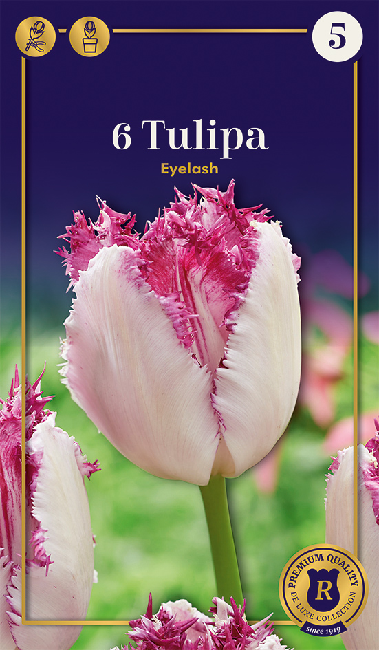 Tulp 'Eyelash' 6tk 12/+