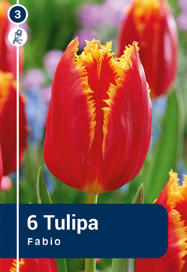 Tulp 'Fabio' 6tk 11/12