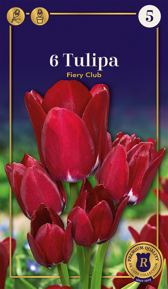 Tulp 'Fiery Club' 6tk 12/+