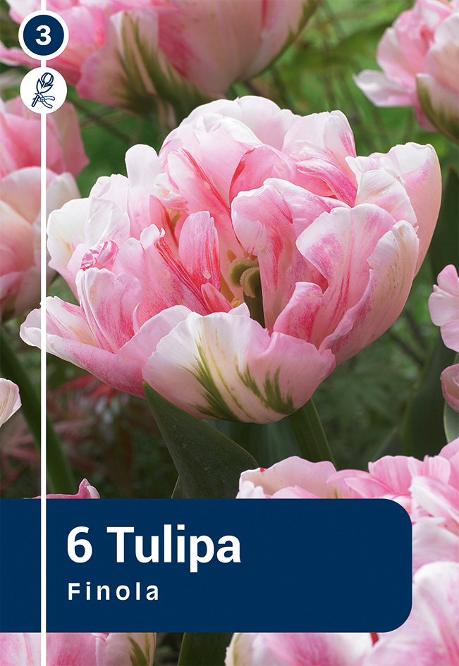 Tulp 'Finola' 6tk 11/12