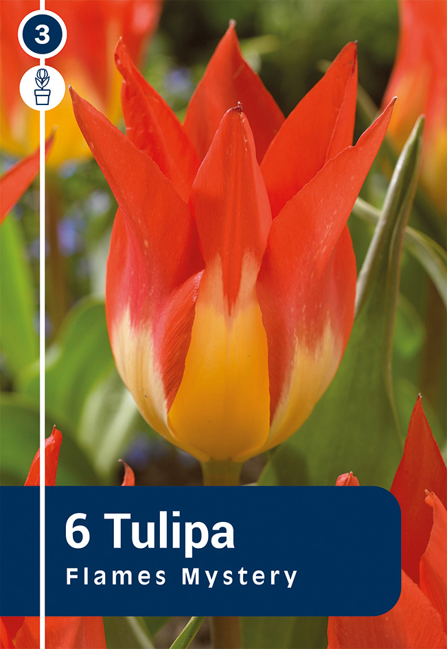 Tulp 'Flames Mystery' 6tk 11/12