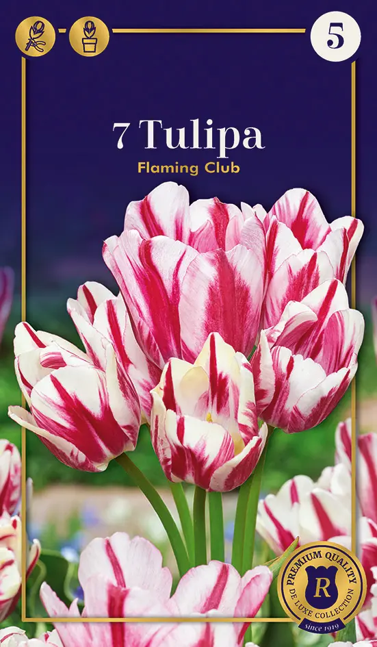 Tulp 'Flaming Club' 6tk 12/+