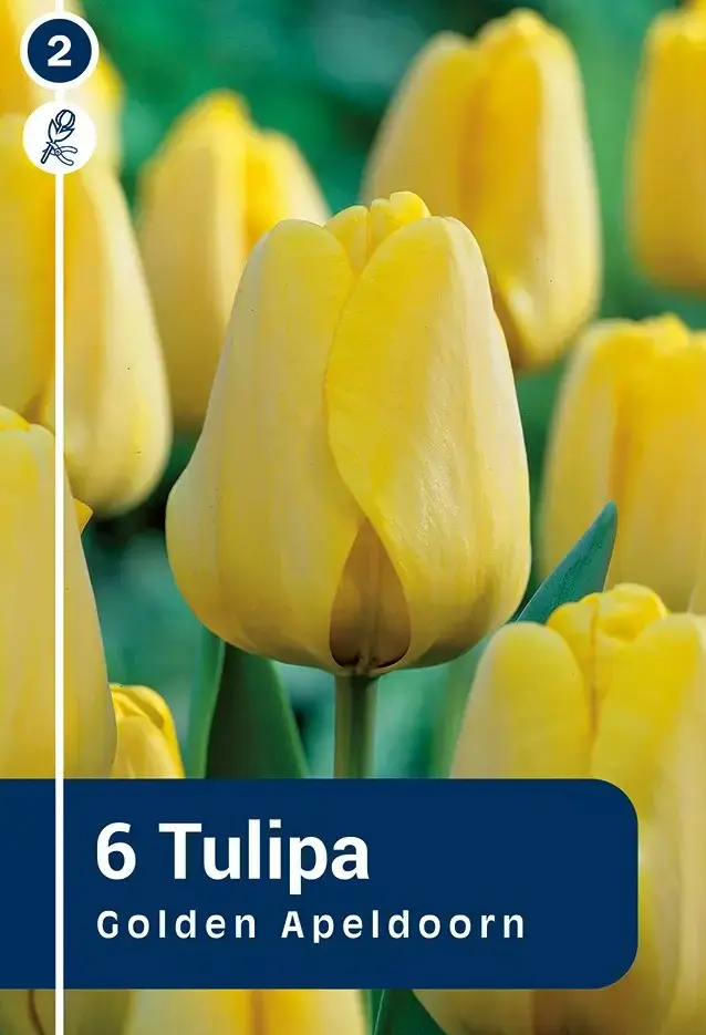 Tulp 'Golden Apeldoorn' 6tk 11/12