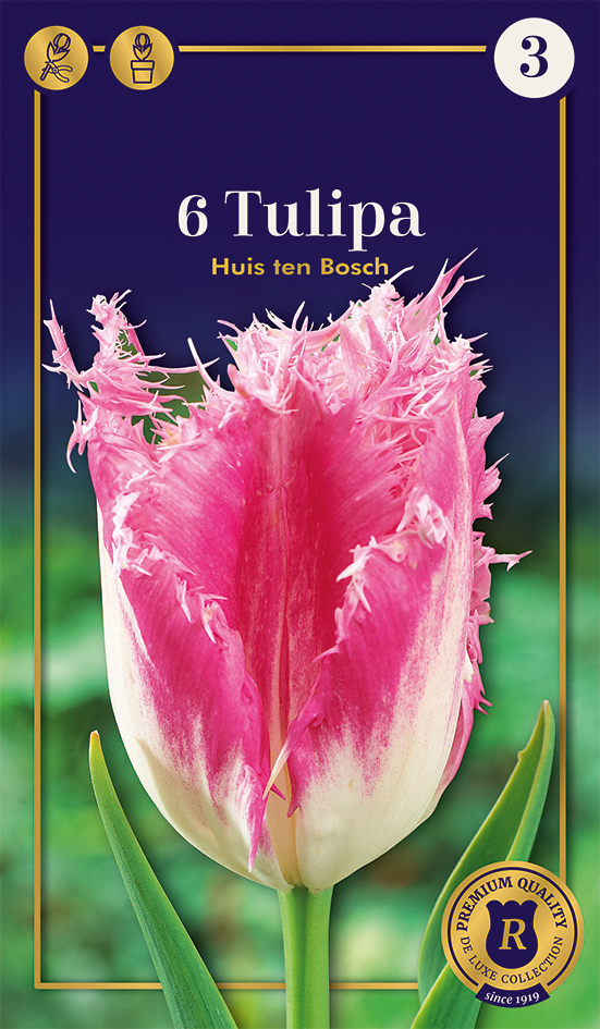 Tulp 'Huis Ten Bosch' 6tk 12/+