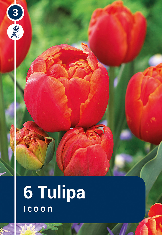 Tulp 'Icoon' 6tk 11/12