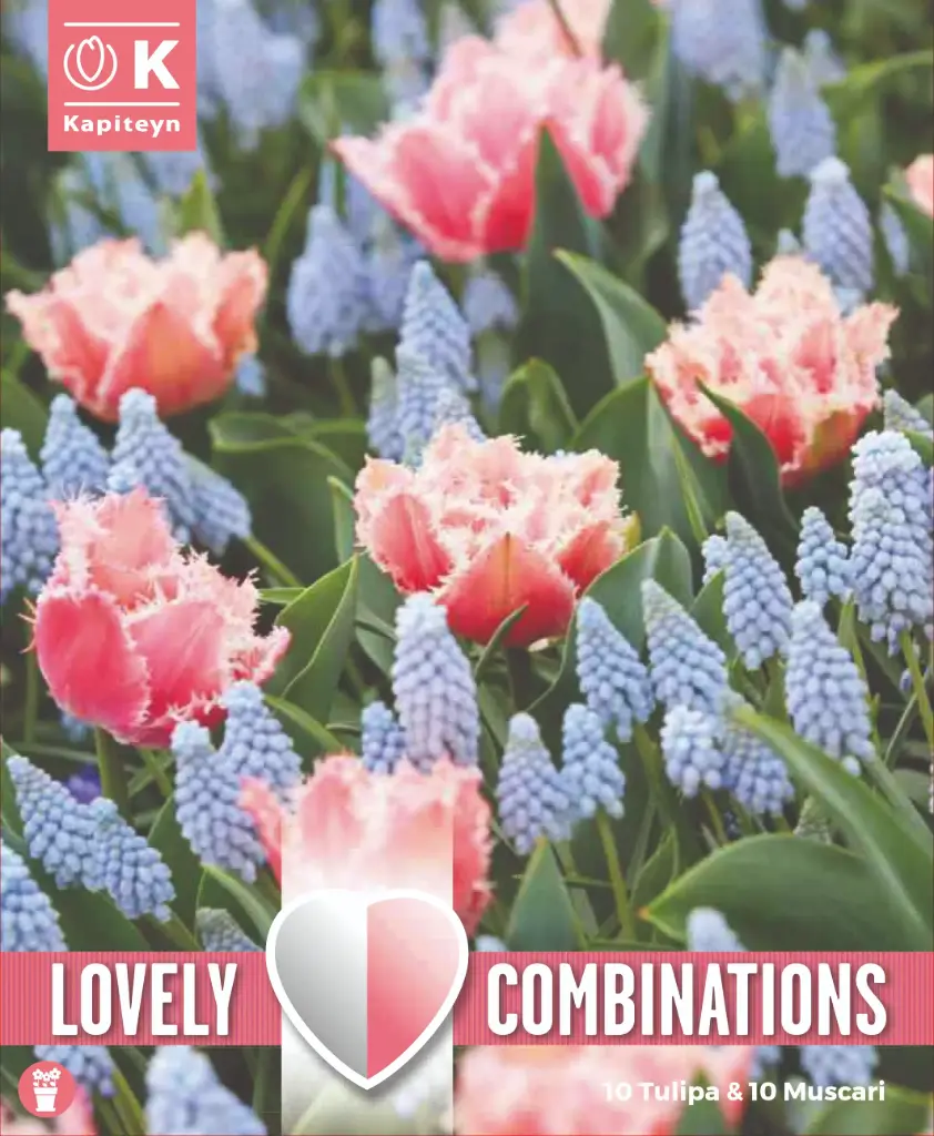 Tulp ja kobarhüatsint 'Combipack ROSE RED, PALE BLUE' 20tk 11/12