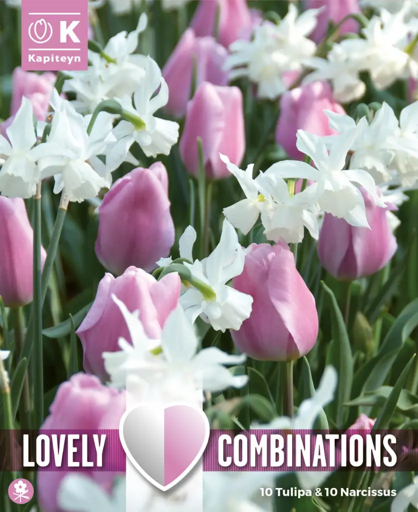 Tulp ja nartsiss 'Combipack PINK & WHITE' 15tk 11/12