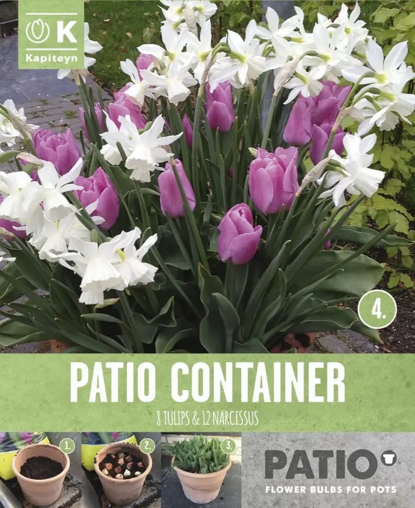 Tulp ja nartsiss 'PATIO CONTAINER PINK&WHITE' 15tk 12/+