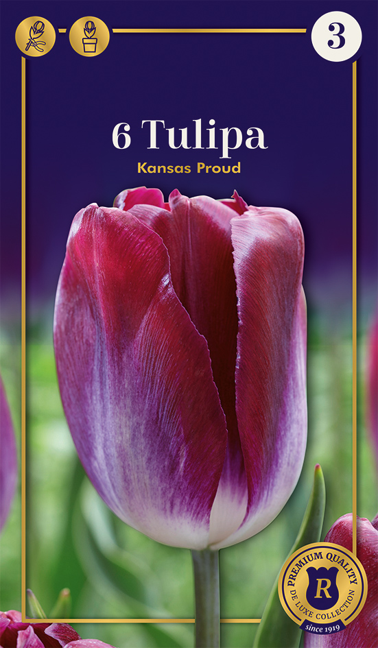 Tulp 'Kansas Proud' 6tk 12/+