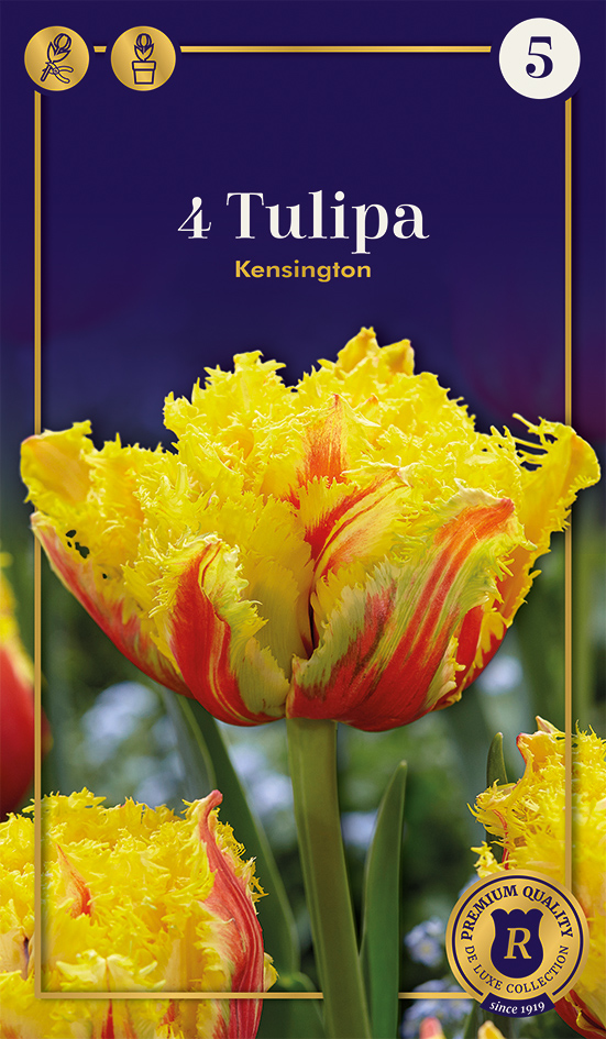 Tulp 'Kensington' 4tk 12/+