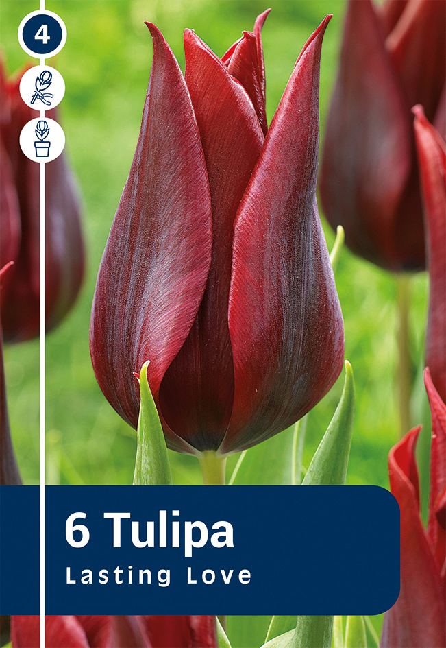 Tulp 'Lasting Love' 6tk 11/12