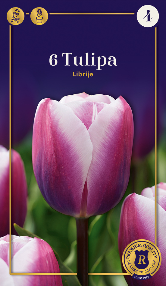 Tulp 'Librije' 6tk 12/+