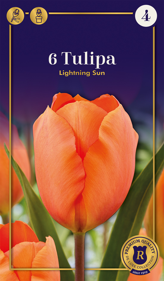 Tulp 'Lightning Sun' 6tk 12/+