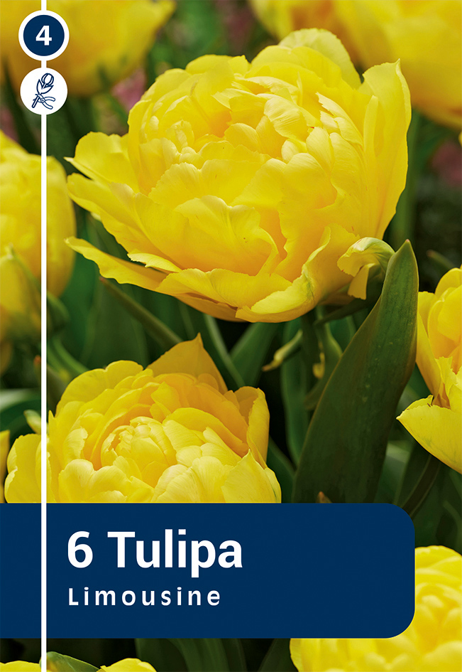 Tulp 'Limousine' 6tk 11/12