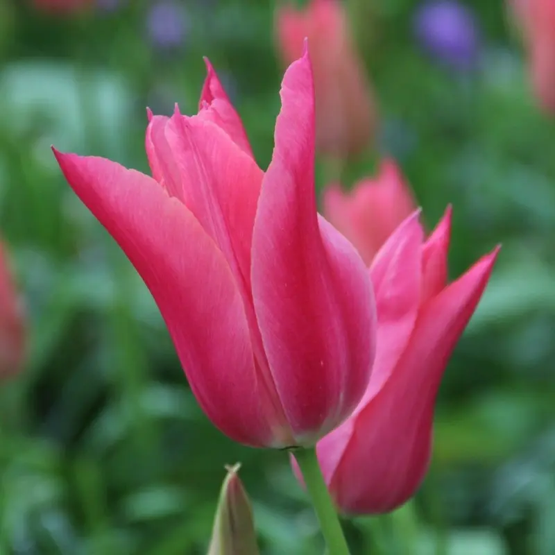 Tulp 'Mariette' 6tk 11/12