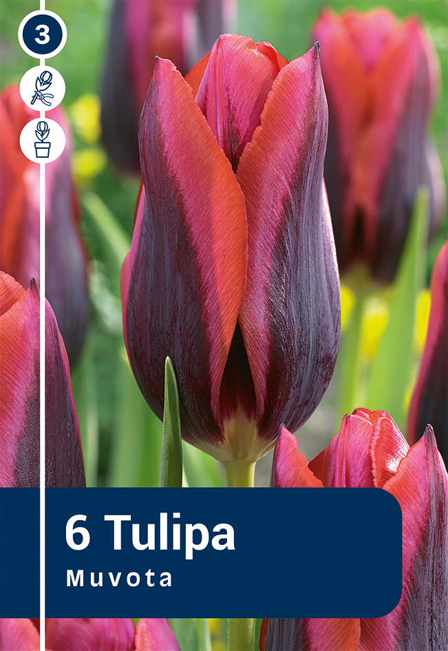 Tulp 'Muvota' 6tk 11/12