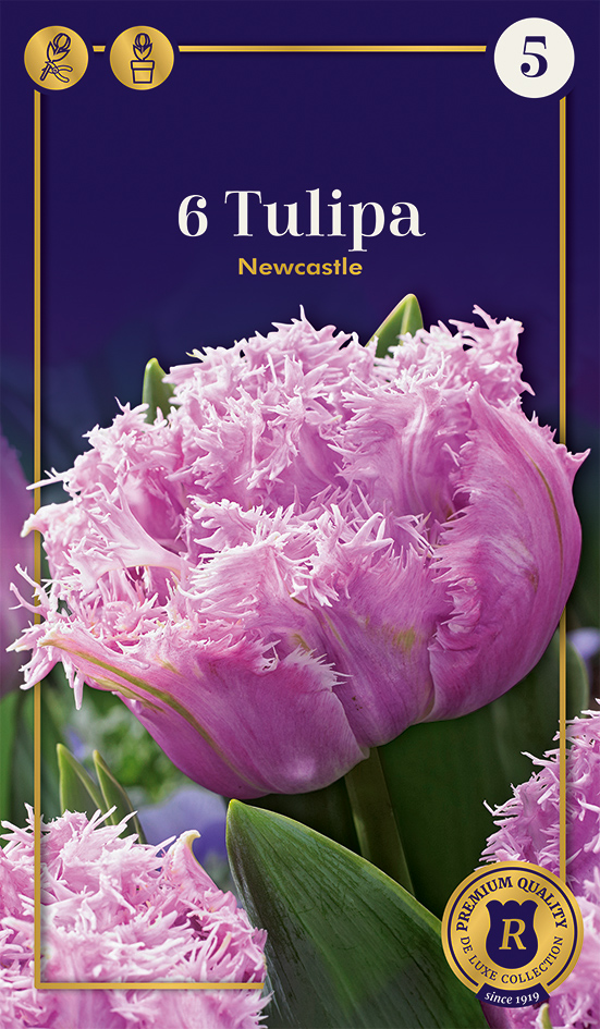Tulp 'Newcastle' 6tk 11/+