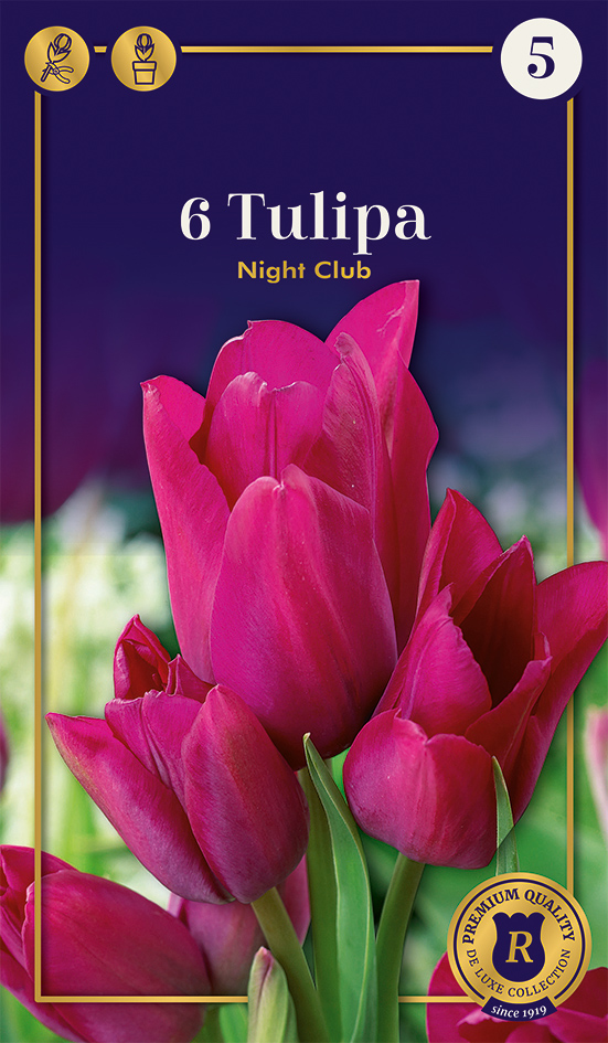 Tulp 'Night Club' 6tk 12/+