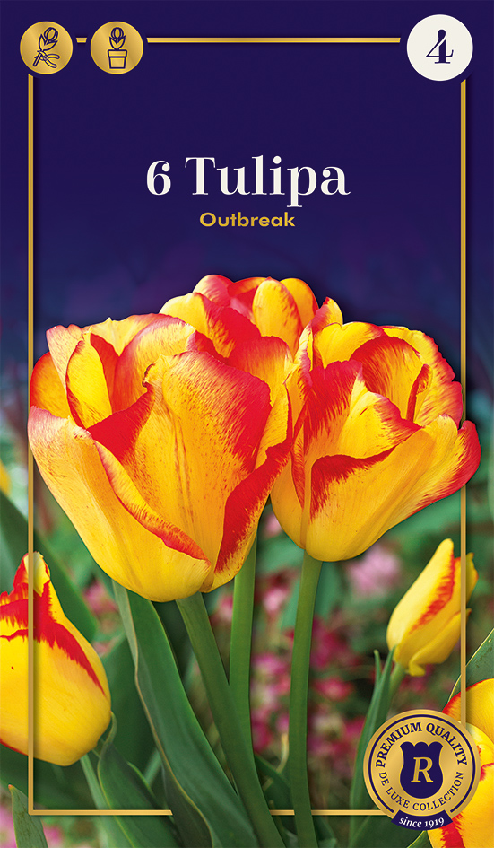 Tulp 'Outbreak' 6tk 12/+