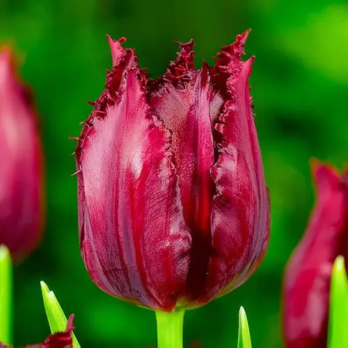 Tulp 'Pacific Pearl' 6tk 11/12