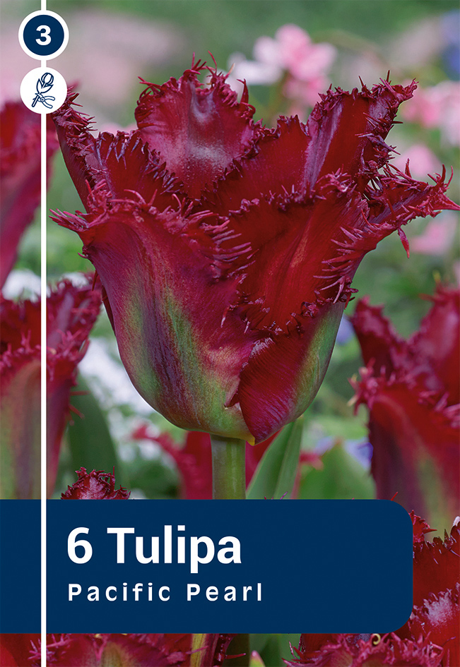 Tulp 'Pacific Pearl' 6tk 11/12