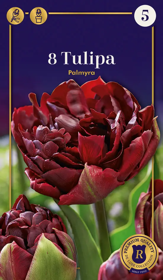 Tulp 'Palmyra' 6tk 12/+