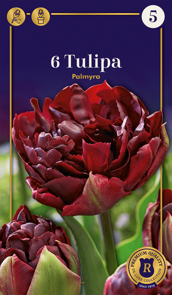Tulp 'Palmyra' 6tk 12/+