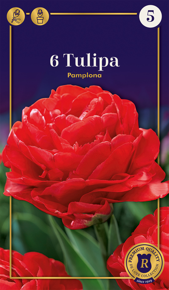 Tulp 'Pamplona' 6tk 12/+
