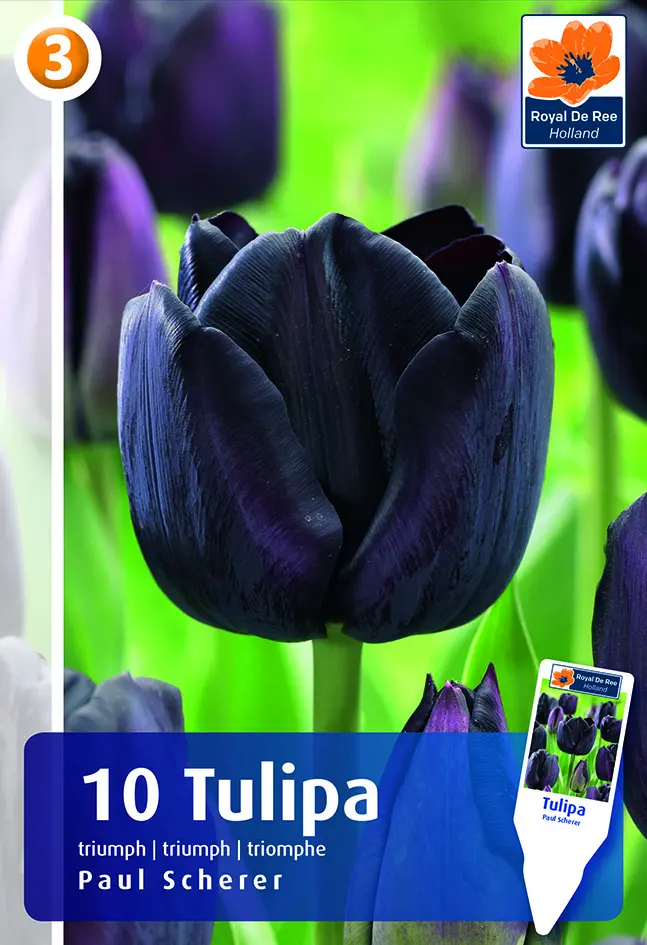 Tulp 'Paul Scherer' 6tk 11/12