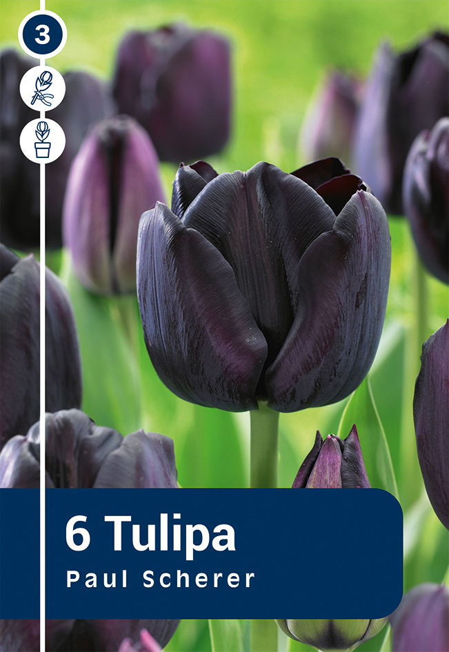 Tulp 'Paul Scherer' 6tk 11/12