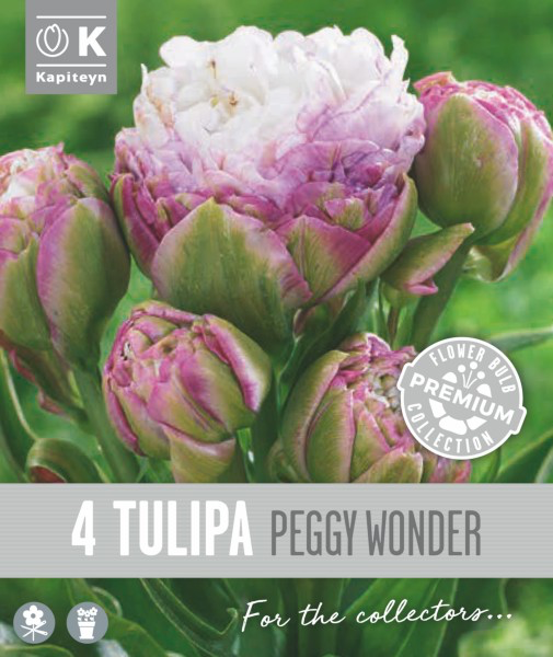Tulp 'Peggy Wonder' 4tk 11/+