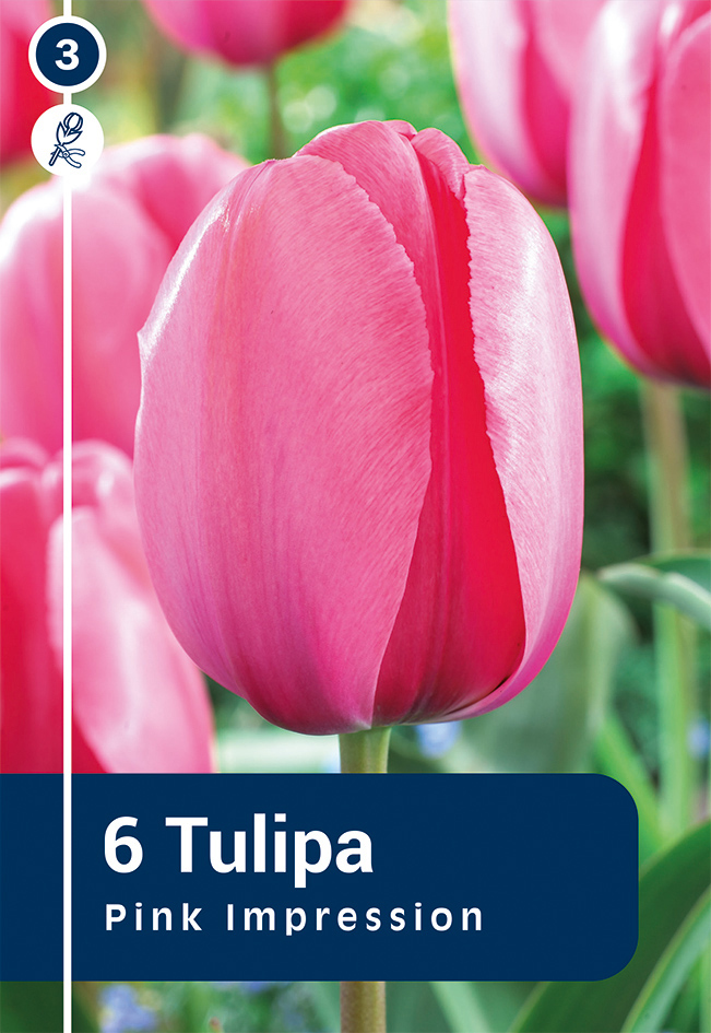 Tulp 'Pink Impression' 6tk 11/12