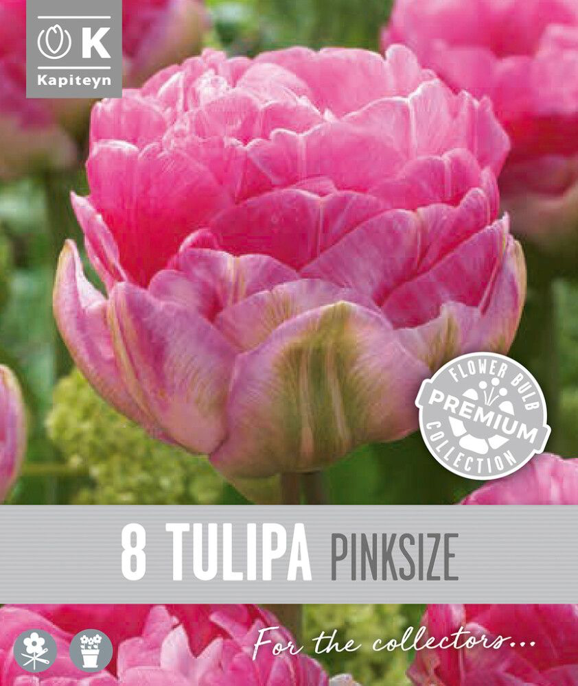 Tulp 'Pink Size' 8tk 12/+