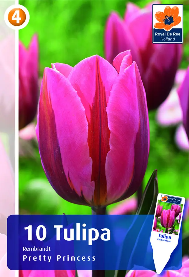 Tulp 'Pretty Princess' 6tk 11/12
