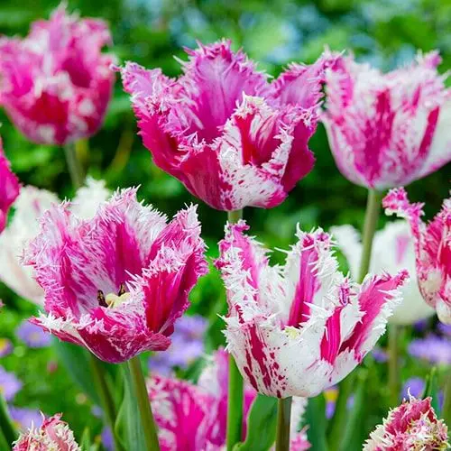 Tulp 'Purple Circus' 6tk 11/12