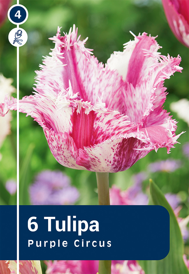 Tulp 'Purple Circus' 6tk 11/12
