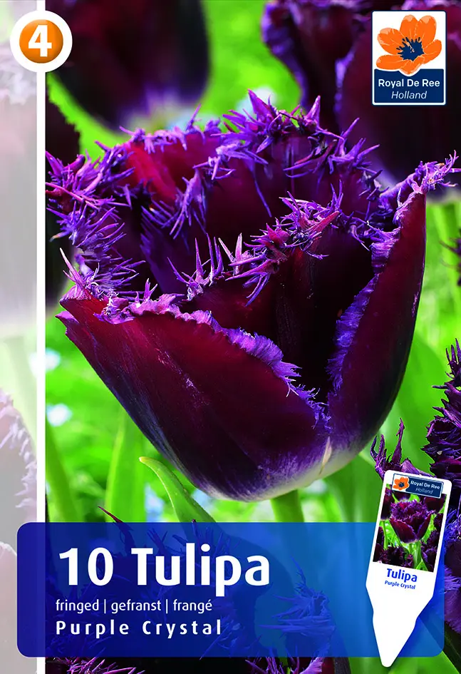 Tulp 'Purple Crystal' 6tk 11/12