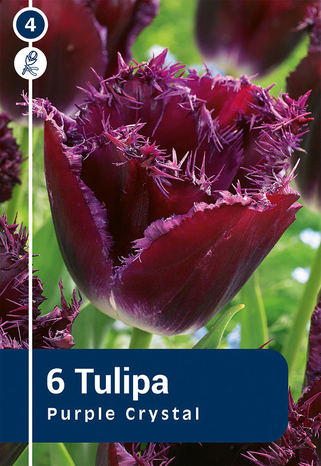 Tulp 'Purple Crystal' 6tk 11/12