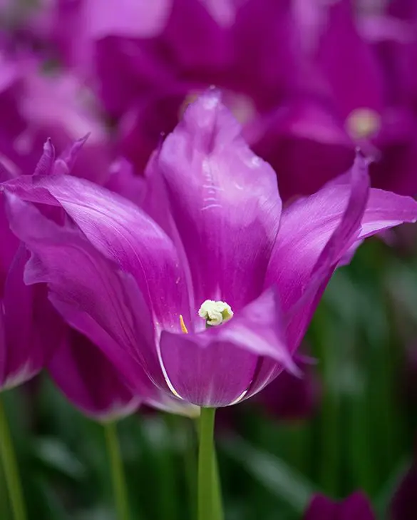 Tulp 'Purple Dream' 6tk 12/+