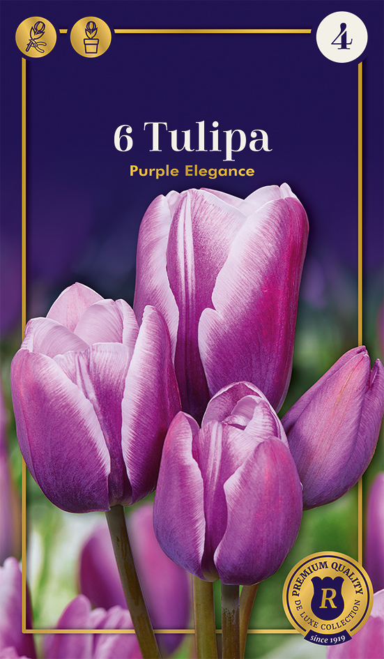 Tulp 'Purple Elegance' 6tk 12/+