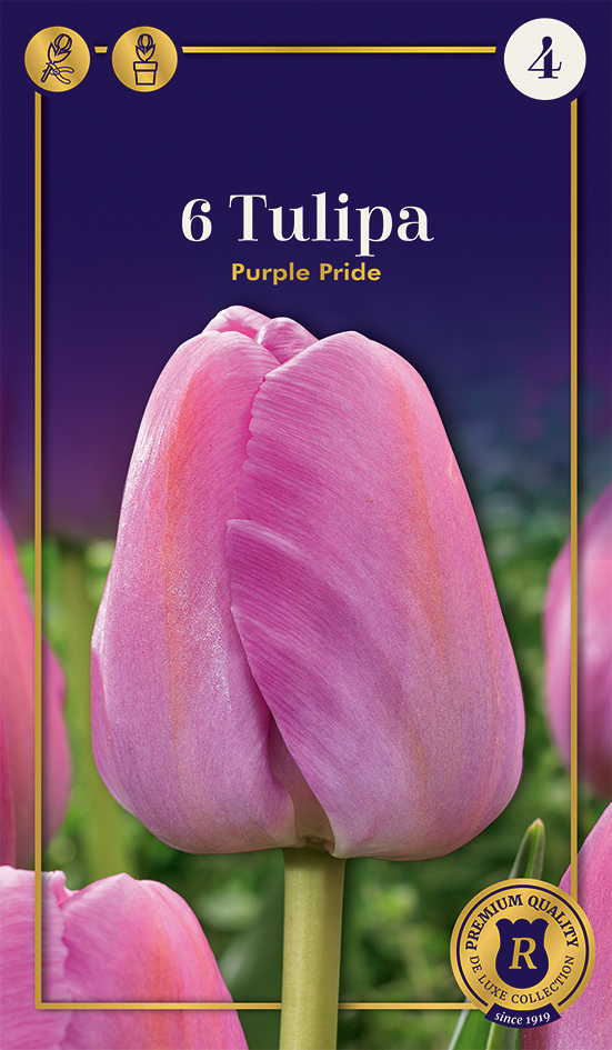 Tulp 'Purple Pride' 6tk 12/+