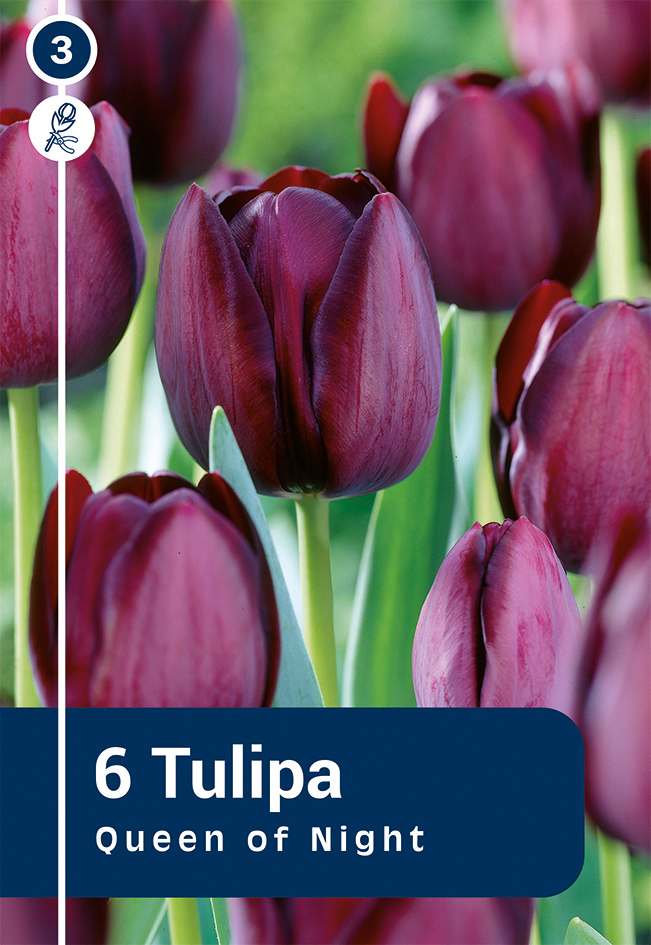 Tulp 'Queen Of Night' 6tk 11/12