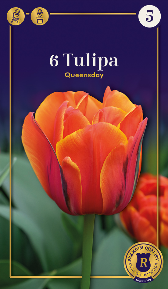 Tulp 'Queensday' 6tk 12/+