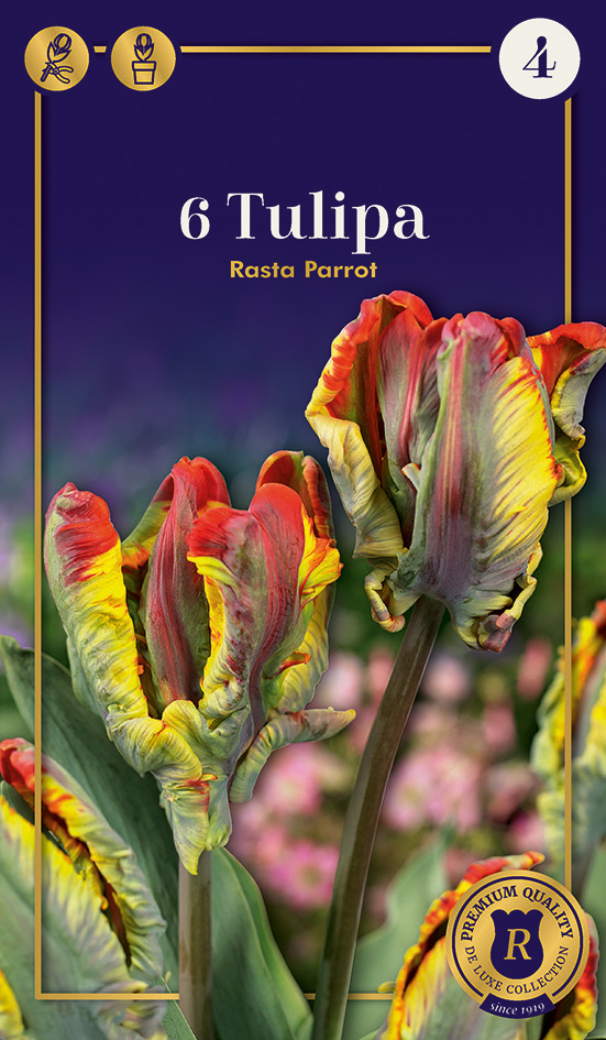 Tulp 'Rasta Parrot' 6tk 12/+