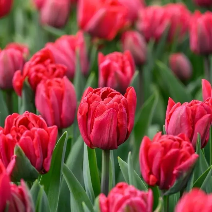 Tulp 'Red Foxtrot' 6tk 11/12