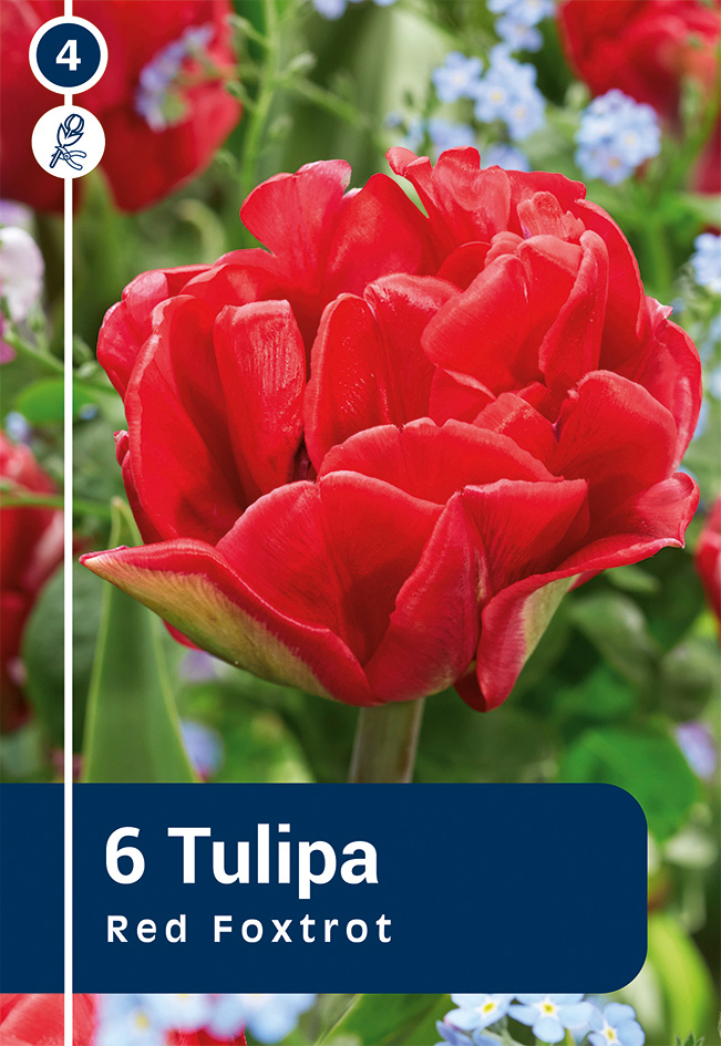 Tulp 'Red Foxtrot' 6tk 11/12