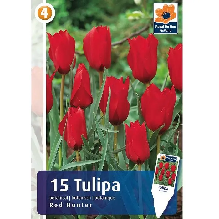 Tulp 'Red Hunter' 15tk 6/+