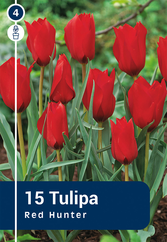Tulp 'Red Hunter' 15tk 6/+